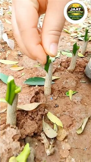 Agriculture PracticalNimbu Ki Grafting Ka Sahi TarikaCitrus Budding Practical #Shorts #seedlessfruit