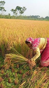 Dawn to Field 🌅 Woman Farmer’s Paddy Harvest Moments #fbreelsfypシ゚viralシ #everyoneシ゚ #fypシ゚viralシ #followersシ゚ #StarSender #stareverywhere #ender #agriculture #follower #virals | AJS Agri Vlog