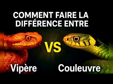 Vipère ou couleuvre ? Voici comment ne jamais plus te tromper !
