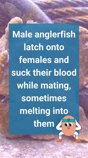 "These are the only animals in the world that attach permanently to mates and exchange fluid," says Ted Pietsch, a professor at the School of Aquatic and Fishery Sciences at the University of Washington. Learn more: https://animals.howstuffworks.com/fish/anglerfish.htm?utm_source=facebook | Howstuffworks