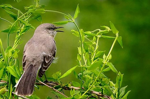 What Foods Do Mockingbirds Eat?