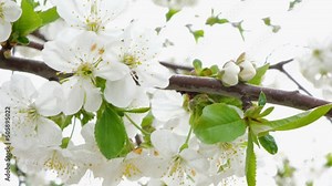 White cherry tree flowers close-up. Soft focus. Spring gentle blurred background. Blooming apricot blossom branch. Beginning of season, awakening of nature. Fresh green leaves.
