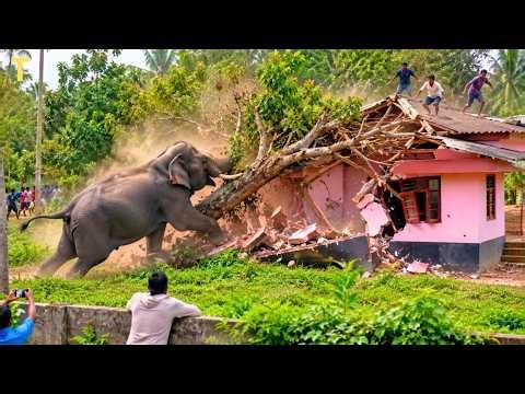 50 Most Viral Animal Moments Caught On Camera | wild animal encounters | Wild Animal Moments #3