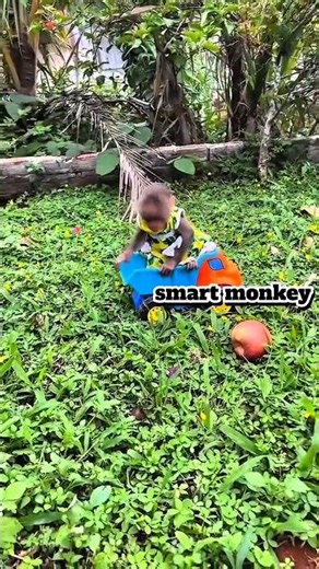 little cute small monkey playing with herself 🤣🐒/ #funny #shorts #monkey
