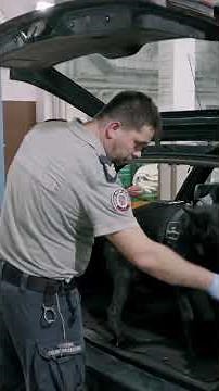 OWCZAREK NIEMIECKI NA TROPIE PAPIEROSÓW! 🚬 | Nic do zgłoszenia #shorts