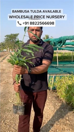 BAMBUSA TULDAPLANTS AVAILABLE WHOLESALE PRICE AT WHOLESALE NURSERY | #bamboo #bambusatulda