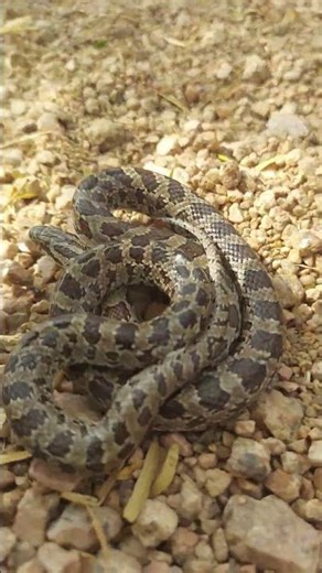 Will this rat snake bite me?#snakes #lifeintheWild #nature #wildlife #animals