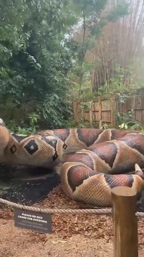 Exploring the Fascinating World of Giant Pythons