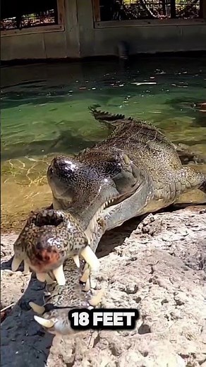 The Gharial is Misunderstood