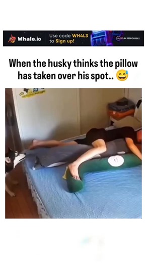 curvico_explained on Instagram: "This viral video captures a Siberian Husky playfully pawing and nuzzling a green body pillow beside its sleeping owner, humorously depicting canine jealousy over "stolen" bed space, a common trait in the breed's expressive, pack-driven personality. Posted by @buitengebieden , an account specializing in wholesome animal clips, the content amassed 13,500 likes and 2.7 million views within 24 hours, underscoring the broad appeal of lighthearted pet videos amid daily