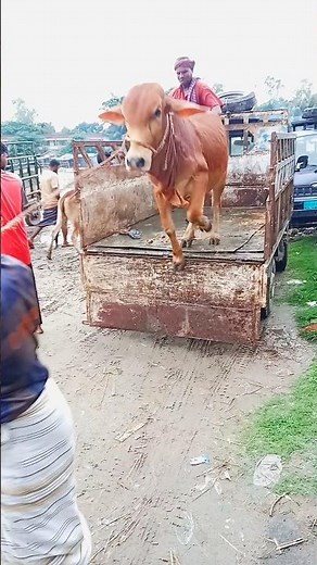 Amazing Cow Jumping Skills | Viral Animal Video”“Unbelievable Cow Moments Caught on