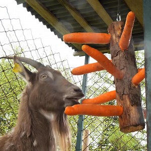 74K views · 216 reactions | Pet Care With These Crafts | Baby Panda | Facebook