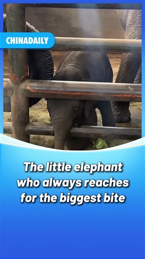 Even at the dinner table, ambition starts young. This adorable baby #elephant at a Chinese zoo has a clear strategy: go big or go home. #animals #FunChina #fun | China Daily