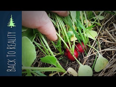 Garden Update: Companion Planting Carrots, Radishes and Onions in Hay (Ruth Stout Method)