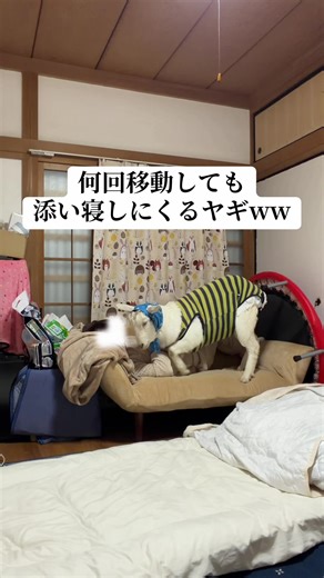 手術後のヤギへの愛情たっぷり添い寝