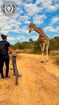 😱 “You Won’t Believe Why Giraffes Accidentally Crush Their Kids”