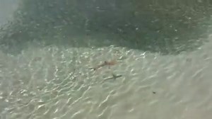 11K views · 125 reactions | Giant Trevally attack! | Prawn Fishing Kaki | Facebook