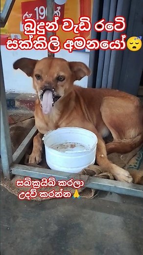 How is she Still Surviving Like this🙏😴#dogs #love #shorts