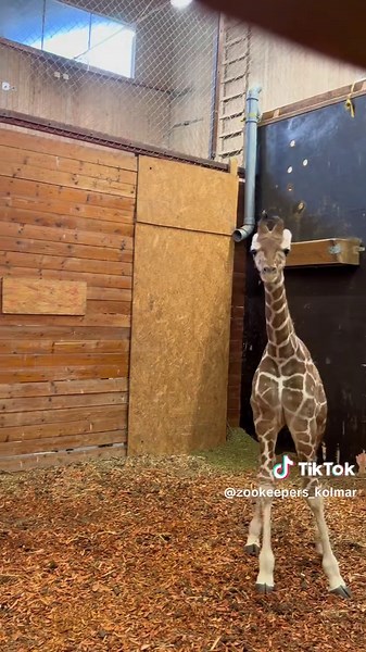 Giraff Zoomies: Jumba's Energetic Morning!