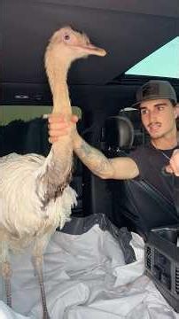 I would argue the dinosaur is much better than Tony’s couch #animals #pets #farmlife #surprise #fyp