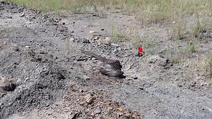 We recently released a beautiful 3.6m, 10.2kg African Rock Python which was removed from around Ladysmith. The African rock python (Python sebae) is one of the 11 python species that is found in the forests of sub-Saharan Africa. It is the largest snake in Africa. The northern population is bigger than the southern pythons. It can eat medium-size animals up to the size of crocodiles. Although the python is not really endangered, its habitats are nevertheless hit badly by human hunting and defore