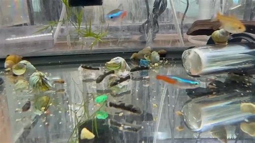 Panda Garra – A hardy, active algae-grazer with bold panda-like markings. Peaceful and energetic, it enjoys strong water flow, plenty of surfaces to graze on, and does well in community setups. A fun, personality-filled addition to river-style aquariums. | Pet Zone Tropical Fish, San Diego, California | Facebook