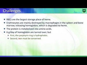Lec06 Metabolism of heme 2020