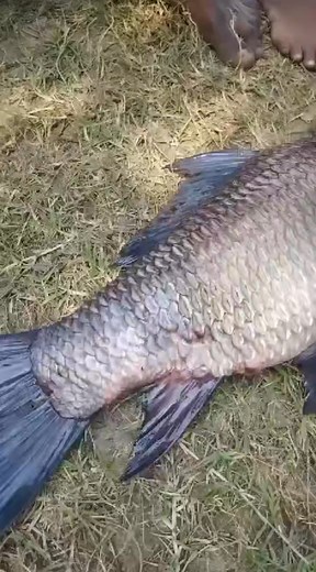 1.4M views · 3.2K reactions | #viralreelsシ #disease | মৎস্যবিদ মাসুম বিল্লাহ তমাল | Facebook