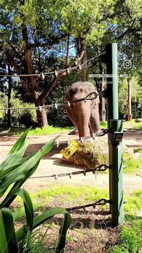 Elephants are at the Perth Zoo