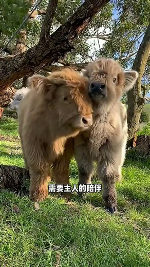 第一次养宠物牛必看！高地牛饲养指南超简单