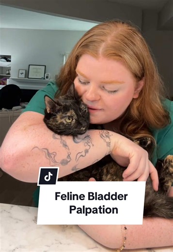 How to Palpate Your Cat's Bladder at Home