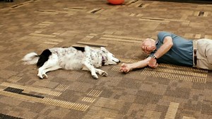 Meet Chaser, The Smartest Dog Alive, With A Vocabulary Of Over 1,000 Words!