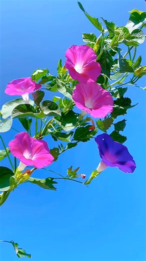Fresh morning glory flowers dancing in the sunlight, painting the sky with shades of pink and purple. A perfect reminder that nature always knows how to brighten our day 🌿💐 #MorningGlory #NatureLovers #TrendingNowUSA #naturevibes #PeacefulMoments | Green Bio plants nursery