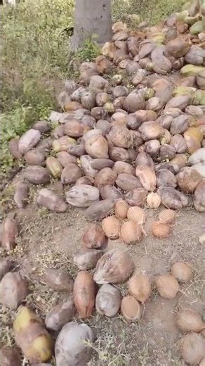 Real Cold Pressed Oil Starts Here! Copra Making | Part 1 🥥