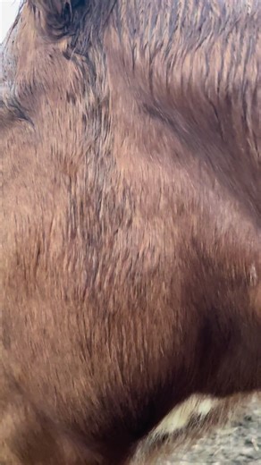 Healing Through Horses: A Journey of Trust and Love