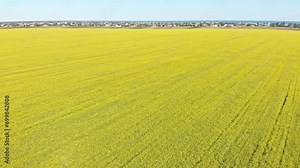 Aerial view as the camera gracefully descends above a lush, blooming rapeseed field, revealing its golden expanse. In the distance, a quaint village nestles peacefully, adding depth to the scene.