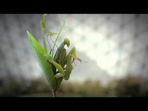 Science / TV Channel Ident 'Plant' - Director's Cut