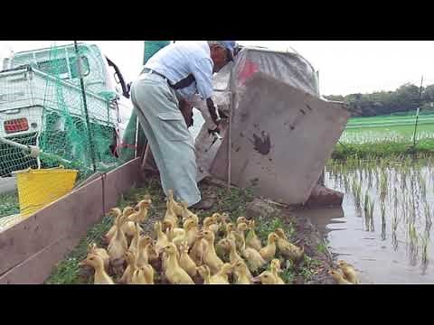 合鴨の雛たち出番だよ④ 一晩、田圃の小屋で過ごした合鴨の雛たち、翌朝いよいと田圃へ出動です（一班）