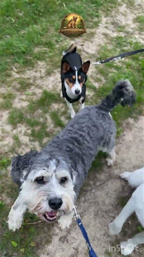 🐾 Treat Time with the Pack🦴| Jurassic Bark Dog TV
