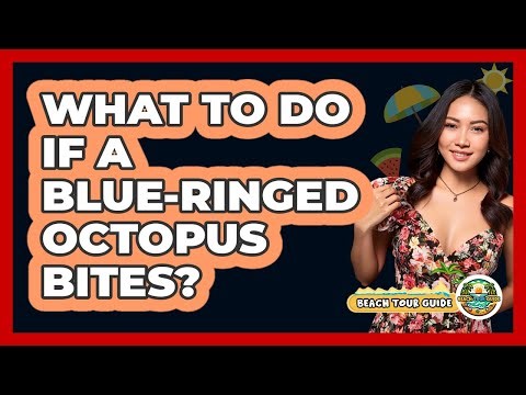 What To Do If A Blue-Ringed Octopus Bites?