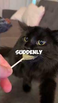 Why Do Cats Go CRAZY for Catnip? 😹 The Truth Will Surprise You!