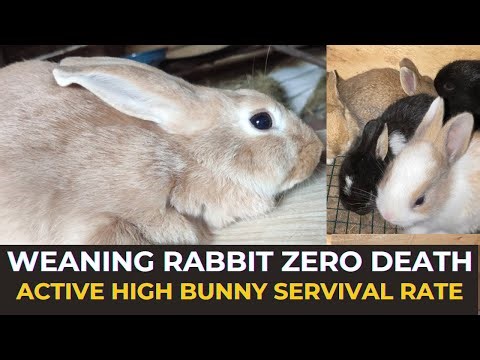 Secrets to Successful Rabbit Weaning: Preventing Tragic Losses