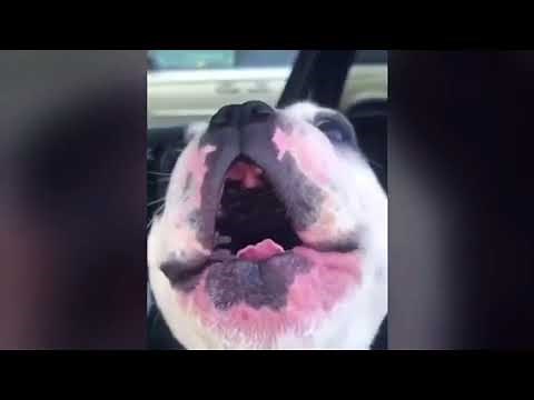 Walter the dog singing “I Will Always Love You” by: Whitney Houston