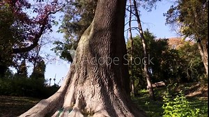 Old tree in the autumn park. View from below to the mountain with rotation. Strong roots securely support a tall tree with green-yellow leaves.