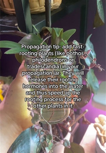 Ive been doing that for 3 years and it changed my life #plants #plantsoftiktok #planttiktok #planttok #botanical #planting #houseplants #plantparent #houseplant #indoorjungle #propagation