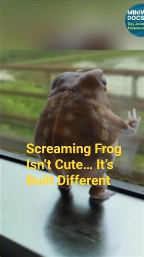 Not an Avocado… This Frog Screams ‪@MiniWilddocs46‬