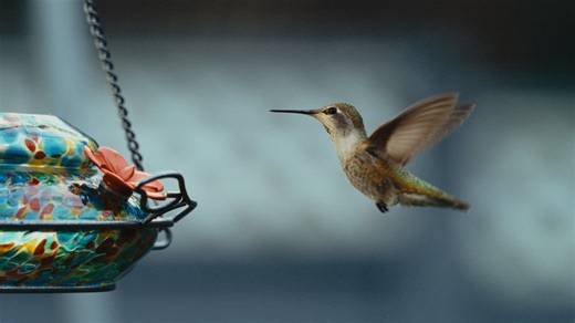 Hummingbirds like you've never seen before