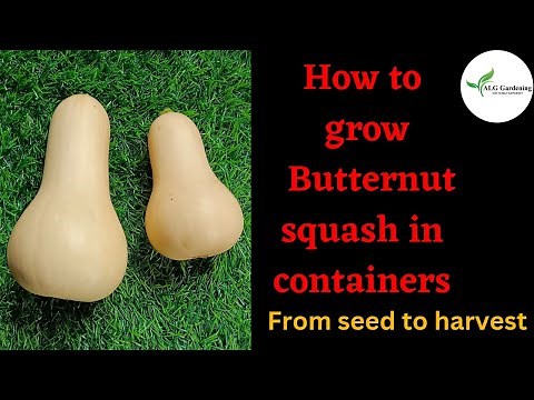 How to easily grow Butternut squash in grow bags| From seed to harvest