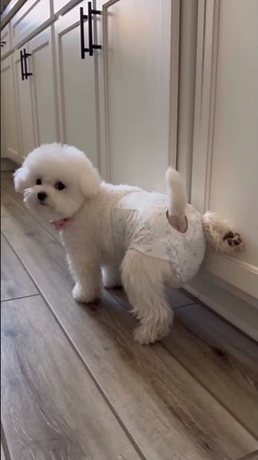 The Real Reason Bichons Are So Hard to Potty-Train 🐾