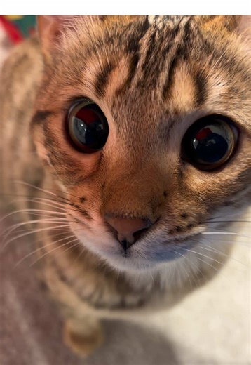 Funny Bengal Cat Peekaboo Moments